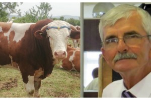 Boğanın boynuz darbeleriyle yaralandı, hastanede öldü