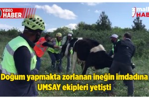 Doğum yapmakta zorlanan ineğin imdadına UMSAY ekipleri yetişti