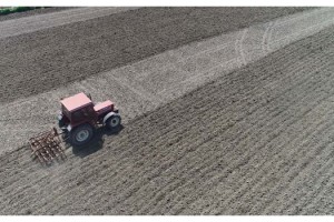 Edirne'de çiftçinin 'beyaz altını' toprakla buluştu