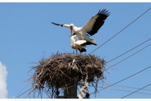 Elektrik direği 6 yıldır leyleklerin yuvası oldu