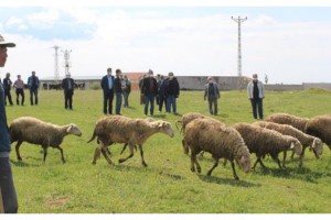 Kırklareli'de mera otlatma sezonu açıldı