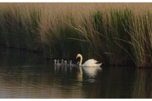 Kuğular gölde görüntülendi