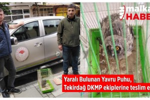 Malkara’da Bulunan Yaralı Puhu Tedaviye Alındı