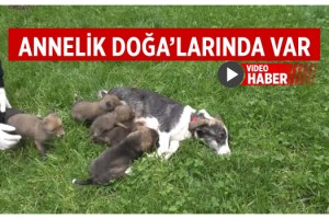 Öksüz 6 Çakal’a Önce Bir Ceylan Daha Sonra Bir Köpek Annelik Yaptı
