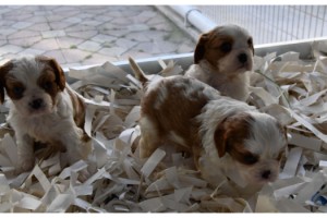 Sokağa çıkabilmek için hayvan satın alıyorlar