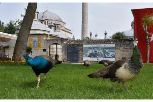 Tarihi külliyenin duvarına 500 yıl önce çizilen hayvan figürleri hayat buldu