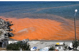 Tekirdağ sahilleri yeniden turuncu renge büründü