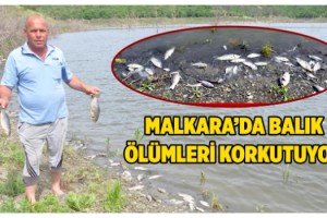 Tekirdağ'ın Çokal Barajı'nda balık ölümleri