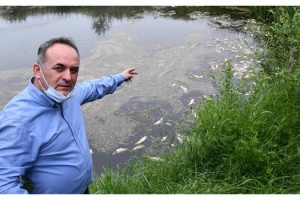 Tekirdağ’ın Karakarlı Deresi’ndeki balık ölümleri endişelendiriyor