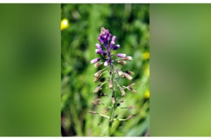 Yok olma tehlikesindeki 'Edirne sümbülü', laboratuvarda çoğaltılıyor