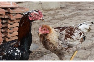 Bahis amaçlı dövüştürülen horozlar hayata tutundu, onlarca yavru oldu