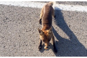 Çanakkale'de yola çıkan tilkileri besledi, sosyal medyada paylaştı