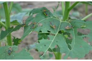 Çekirgeler, Tekirdağ'da bazı ayçiçeği tarlalarını istila etti