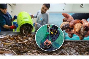 Deniz Patlıcanı Avcılığı Sona Erdi