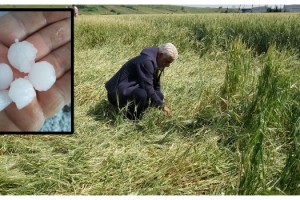 Edirne'de dolu ekili alanlara zarar verdi