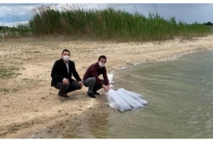 Göletlere 96 bin yavru sazan balığı bırakıldı