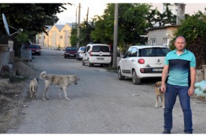 Hayvanların zehirlenerek öldürüldüğü İpsala harekete geçti