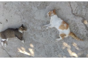 İpsala'da 12 kedi ve 3 köpek zehirli etle öldürüldü