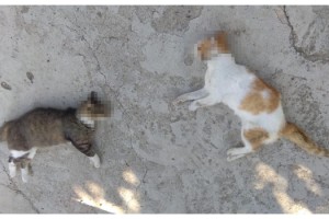 İpsala’da kedi ve köpeklerin ölüm nedeni fare zehriymiş