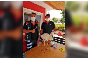 İtfaiye, yuvasından düşen leylek yavrusunu sahiplendi