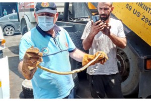 Kamyonun lastiğinde sıkışan yılanı itfaiye kurtardı