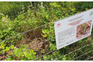 Kırmızı orman karıncaları yuvaları etrafı çevrilerek koruma altına alınıyor