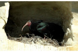 Koruma Altındaki Kelaynakların Yavruları Hayata Gözlerini Açmaya Başladı