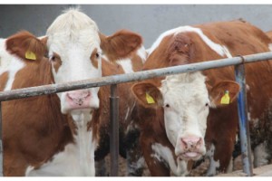 Kurban Kesim ve Satış Yerlerinde Alınacak Tedbirler