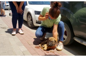 Otomobilin çarptığı yavru köpeğe hayvanseverler sahip çıktı