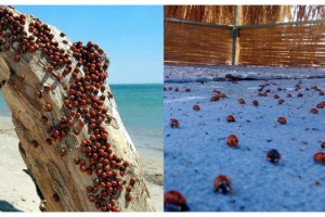 Saros Körfezi kıyıları, uğur böceklerinin istilasına uğradı