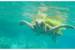 Saros Körfezi'nde kabuğu yosun tutmuş caretta caretta görüntülendi