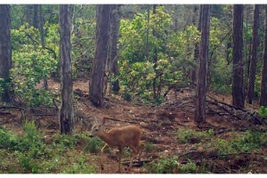 Tekirdağ'da doğal hayat fotokapana yansıdı