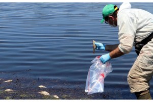 Tekirdağ'daki Kırkkepenkli Göleti'nde balık ölümleri