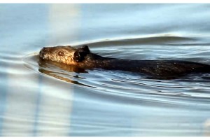 Güney Amerika kökenli 'su maymunu', Edirne'de çeltik tarlalarına zarar verdi