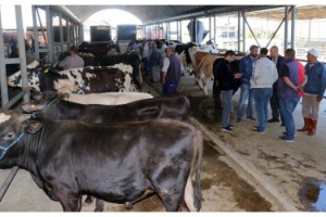 Keşan'da, kurban pazarında hareketlilik başladı