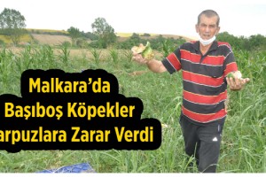 Köpekler tarladaki karpuzlara dadandı