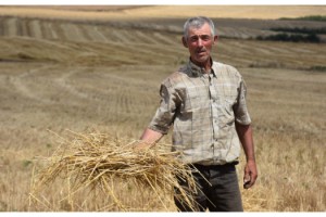 Kuraklığın vurduğu Trakya'nın çiftçisini 'taban fiyat' kurtardı