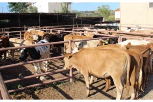 Kurban Pazarı Satış Yerleri Tahsisi