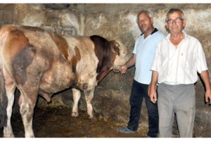 Malkara'da 1 ton 100 kiloluk 'Tosun' adlı dana 24 bin liraya satıldı