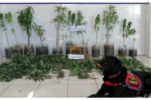 Tekirdağ'da çiftlikte uyuşturucu operasyonu