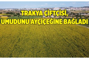 Trakya çiftçisi, umudunu ayçiçeğine bağladı