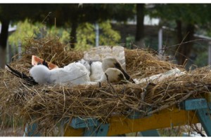 Yuvadan düşüp yaralanan 2 yavru leylek, tedaviye alındı