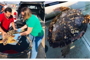 Denizde yaralı halde bulunan caretta caretta tedaviye alındı