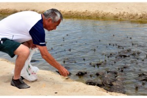 Edirne'de tatilciler kaplumbağaları elleriyle besliyor