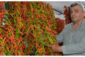 Edirne'nin ciğerinden sonra biberi de meşhur oldu