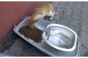 Eski sokak lambaları sokak hayvanlarına mama kabı oldu