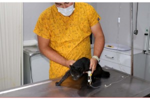 İpsala'da 3 kedi daha zehirlenerek öldürüldü