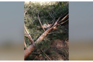 Kestiği ağacın üzerine devrilmesiyle öldü