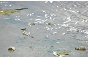 Lüleburgaz Deresi'nde balık ölümleri