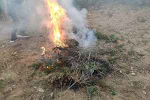 Malkara'da ele geçirilen Hint kenevirleri imha edildi